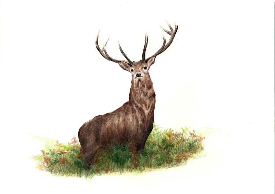 Red Deer Stag in Bracken