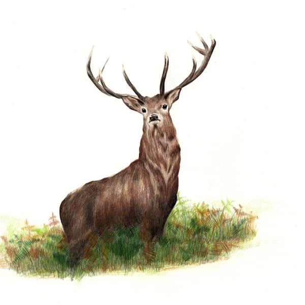 Red Deer Stag in Bracken