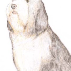 Sophie the Bearded Collie - Birthday Card