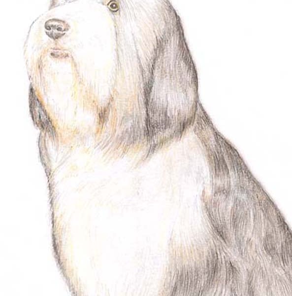 Sophie the Bearded Collie - Birthday Card