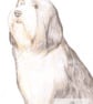 Sophie the Bearded Collie - Birthday Card - Image 1
