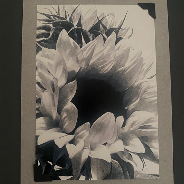 Sunflowers- Black and White