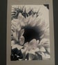 Sunflowers- Black and White - Image 2