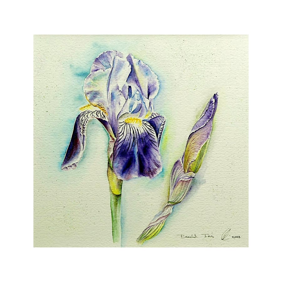 Bearded Iris Botanical Study