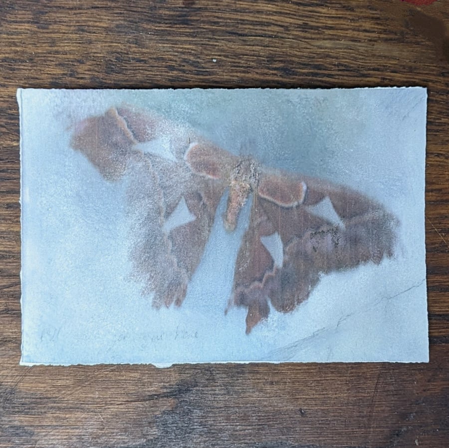 Moth layered photocopy 10x15cm