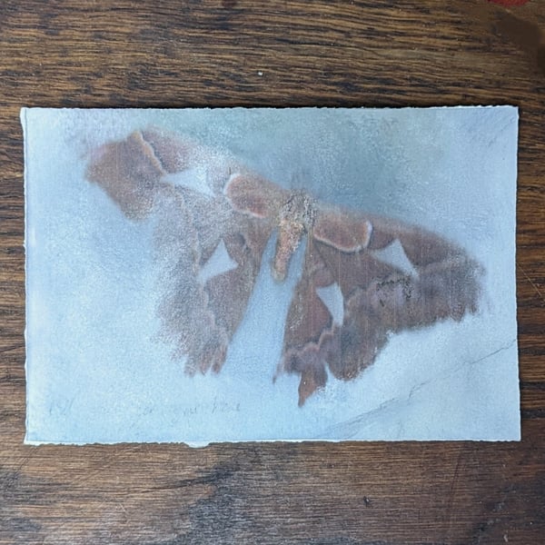 Moth layered photocopy 