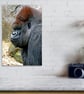 African Gorilla Ape Animal Portrait Photograph Print - Image 4