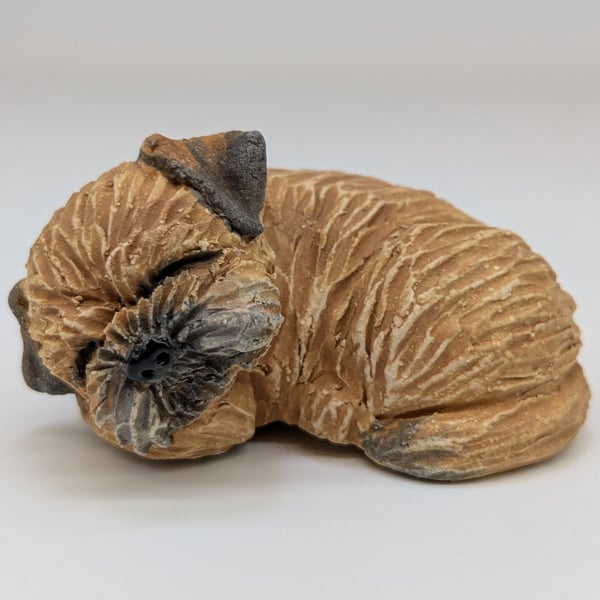 Sleepy Border Terrier 1