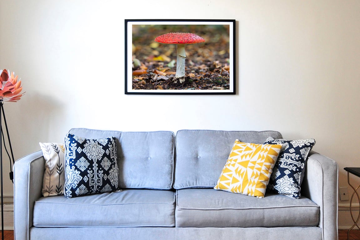 Fly agaric fungi - Amanita muscaria wall art print