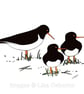 Oystercatchers - print from digital illustration with mount - Image 2