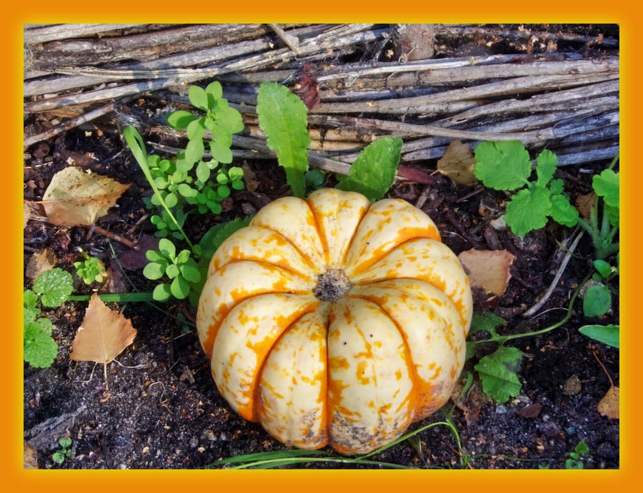 Pumpkin Norfolk Greeting Card A5 