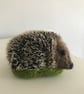 Hedgehog - Image 2