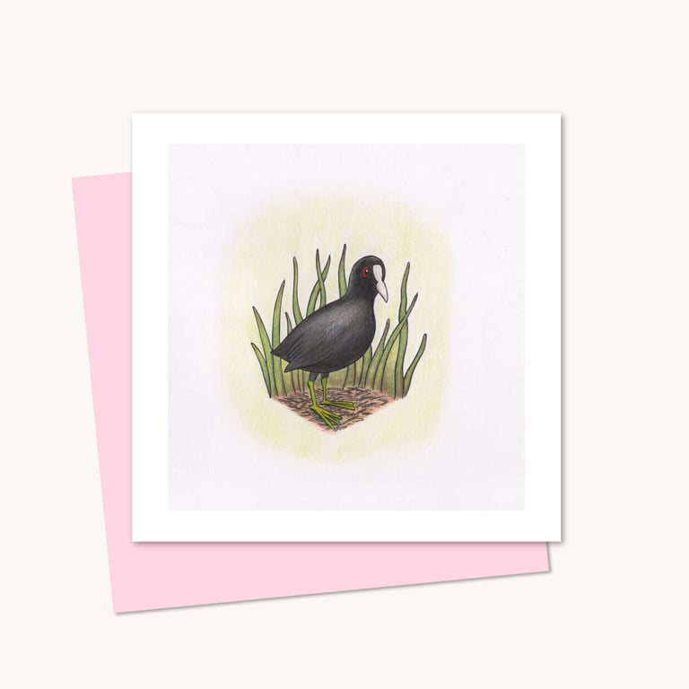 Coot Greeting Card: Hand Drawn Wildfowl Bird Illustration (220)