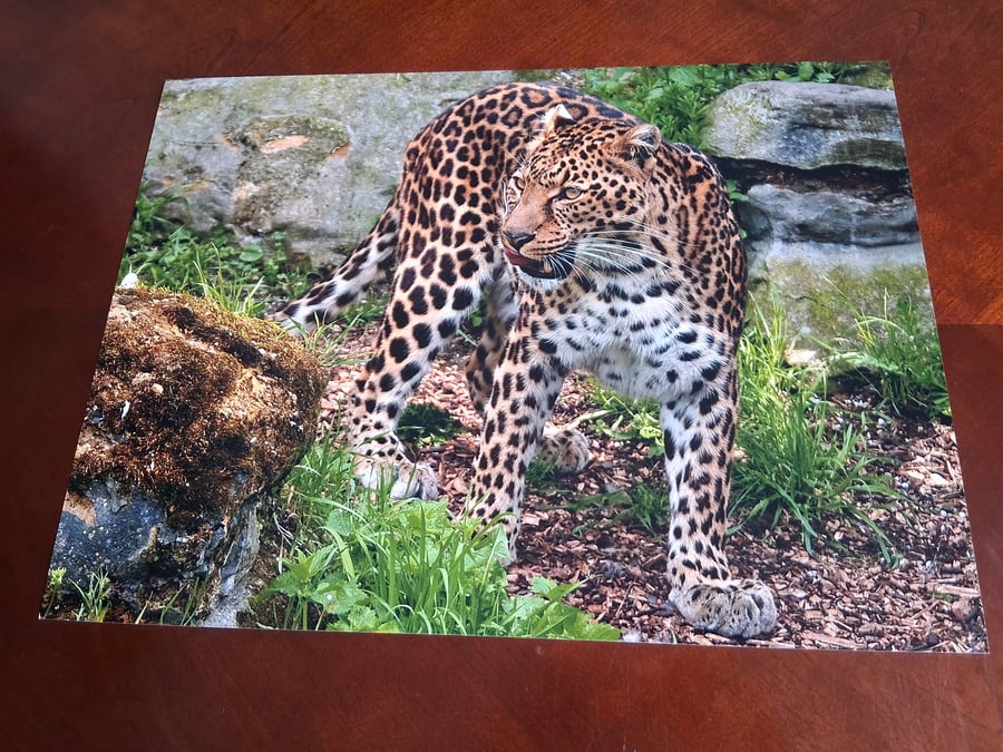 AMUR LEOPARD PHOTOGRAPH 16x12