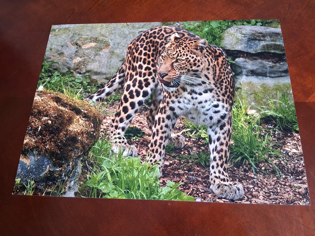 AMUR LEOPARD PHOTOGRAPH 16x12
