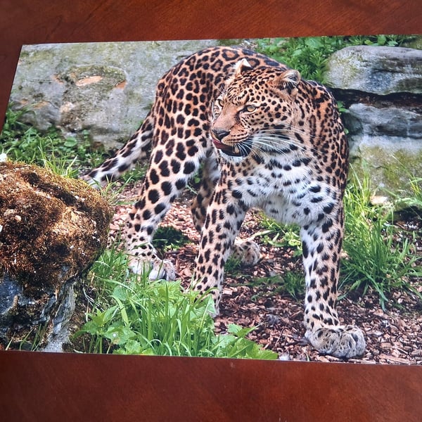 AMUR LEOPARD PHOTOGRAPH 16x12