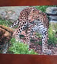 AMUR LEOPARD PHOTOGRAPH 16x12