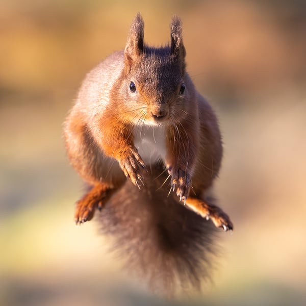 Red Squirrel print (Limited edition of 10)