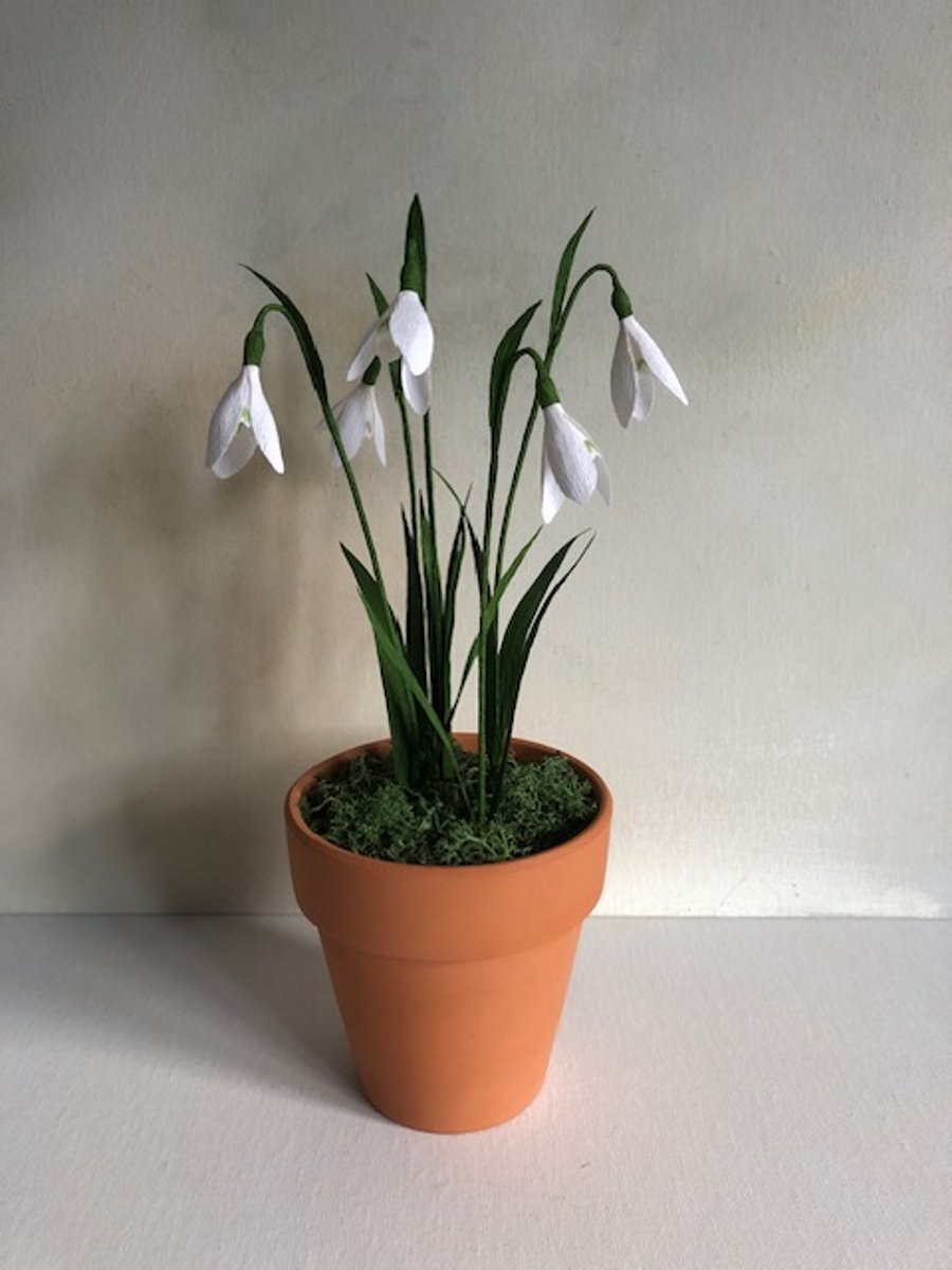 Paper snowdrop plant