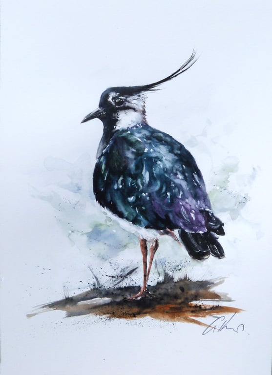 Lapwing, Professional Giclée Print.