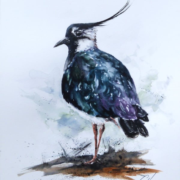 Lapwing, Professional Giclée Print.