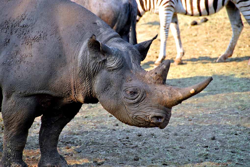 African White Rhinoceros South Africa Photograph Print