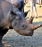 African White Rhinoceros South Africa Photograph Print