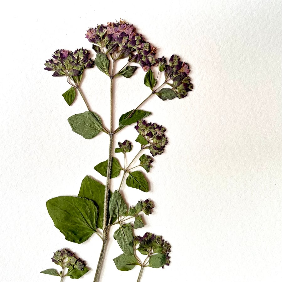 Wild Marjoram Real Pressed Flower Herbarium Art
