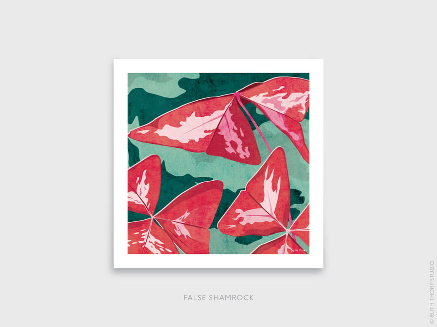False Shamrock Oxalis triangularis Botanical Square Art Print