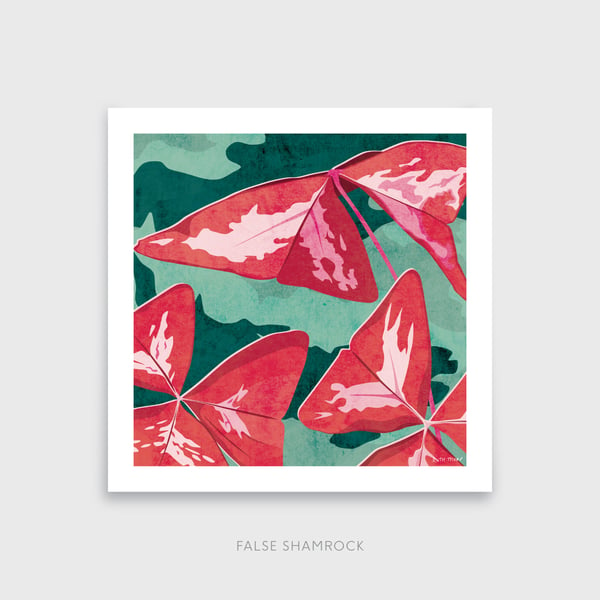 False Shamrock Oxalis triangularis Botanical Square Art Print