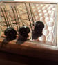 3 Pyrite Carved Roses on Head Pins - Image 4