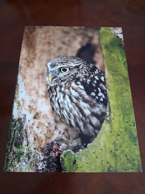 LITTLE OWL IN A TREE