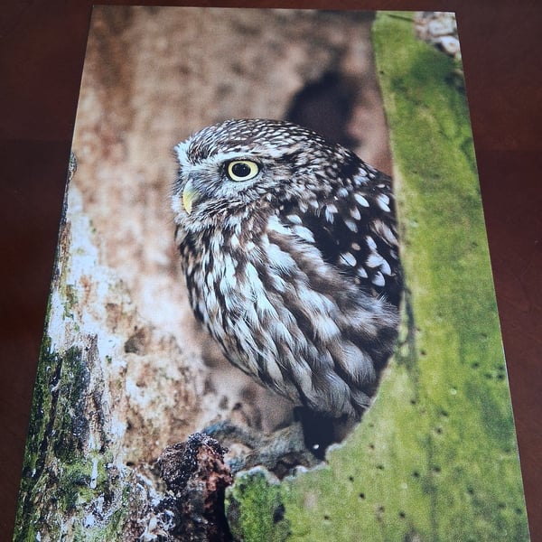LITTLE OWL IN A TREE