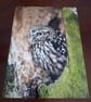LITTLE OWL IN A TREE