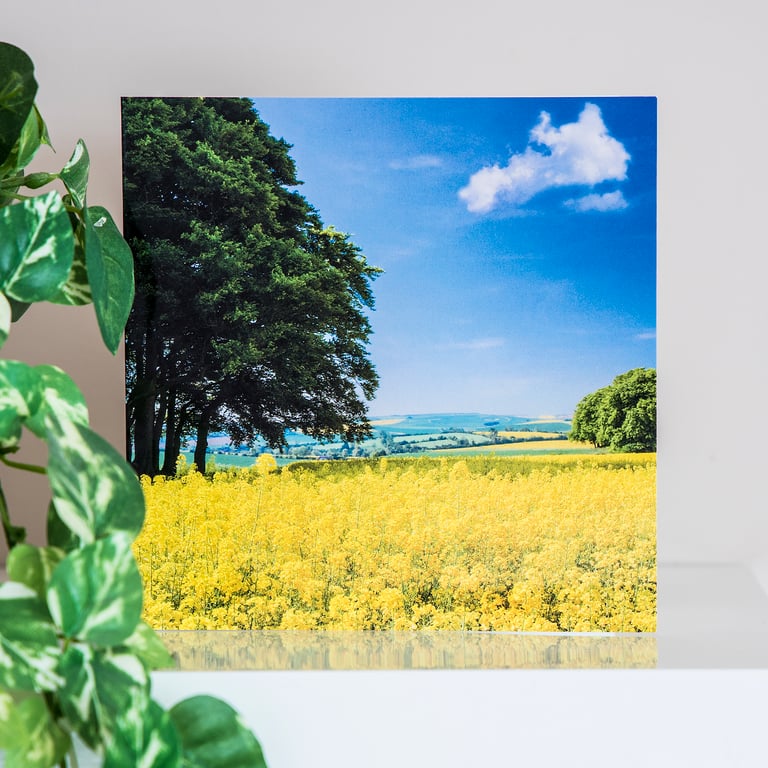Yellow Rape Field Blank Greetings Card rapeseed summer landscape countryside 