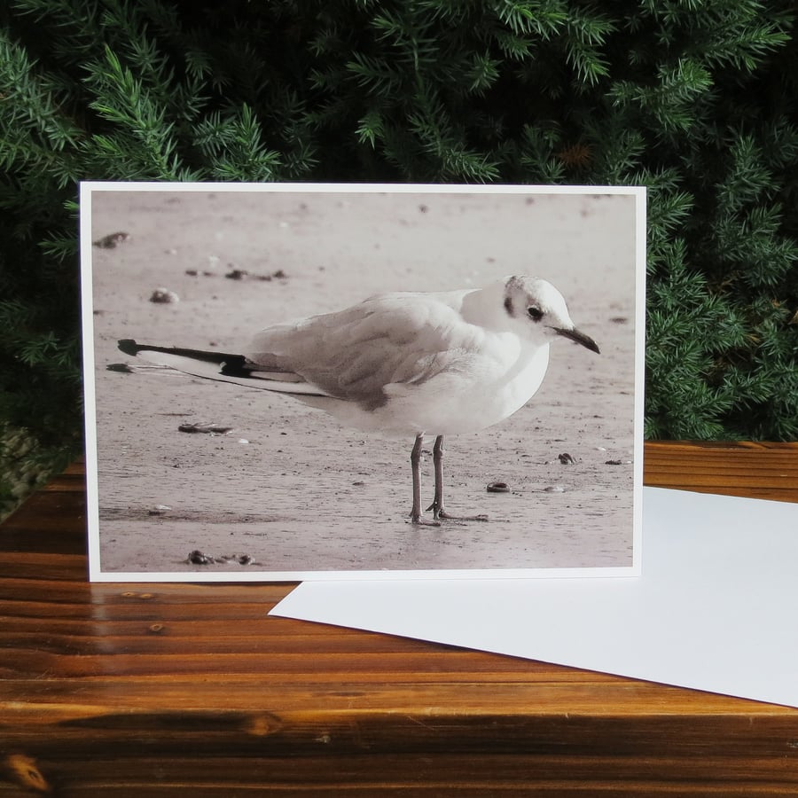Wading gull.  A blank card featuring an original photograph.