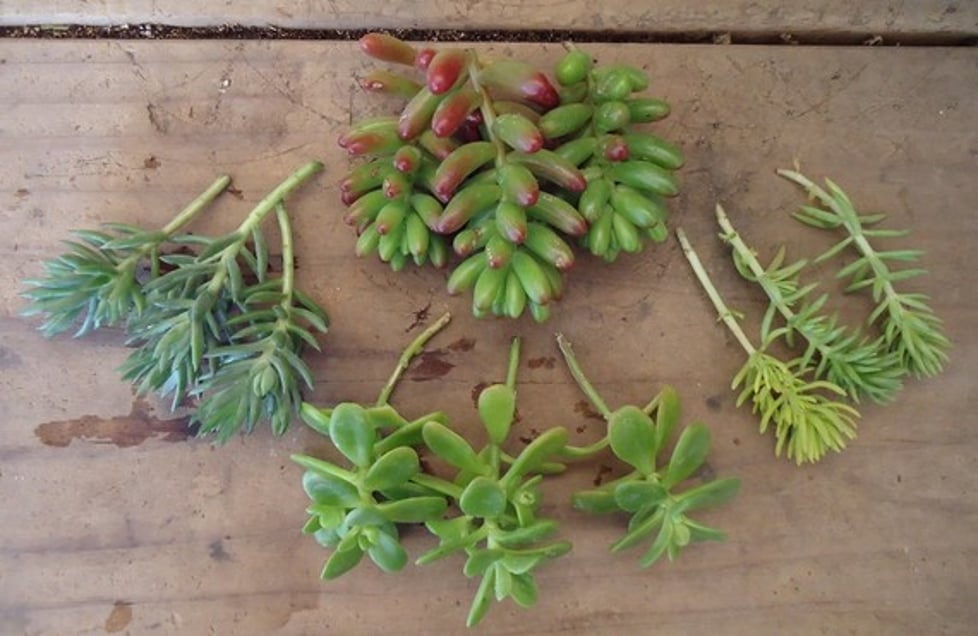 SucculentPlants.UK