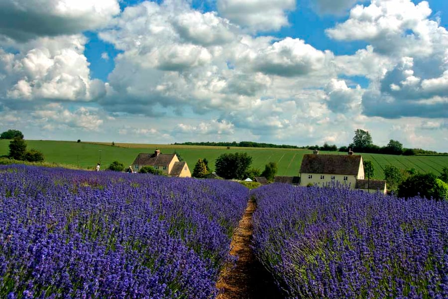 Lavender Field Summer Flowers Cotswolds England Photograph Print