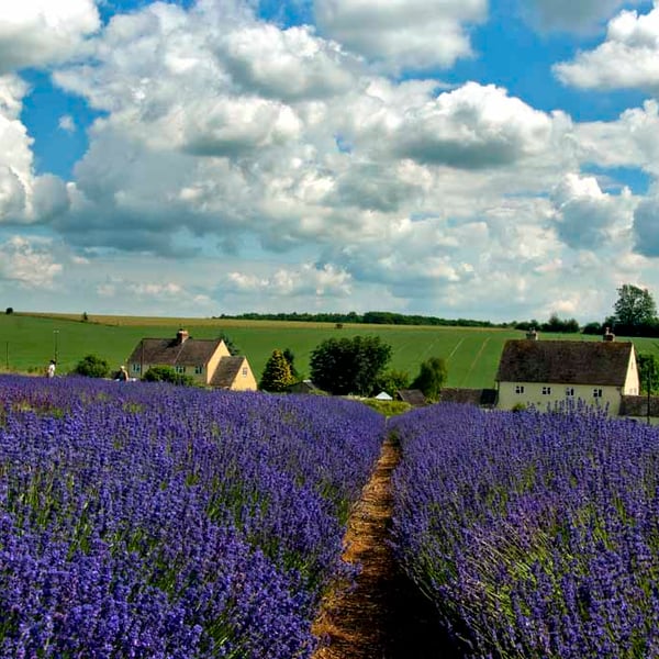 Lavender Field Summer Flowers Cotswolds England Photograph Print