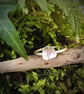 Minimalistic sterling silver ring - Image 5