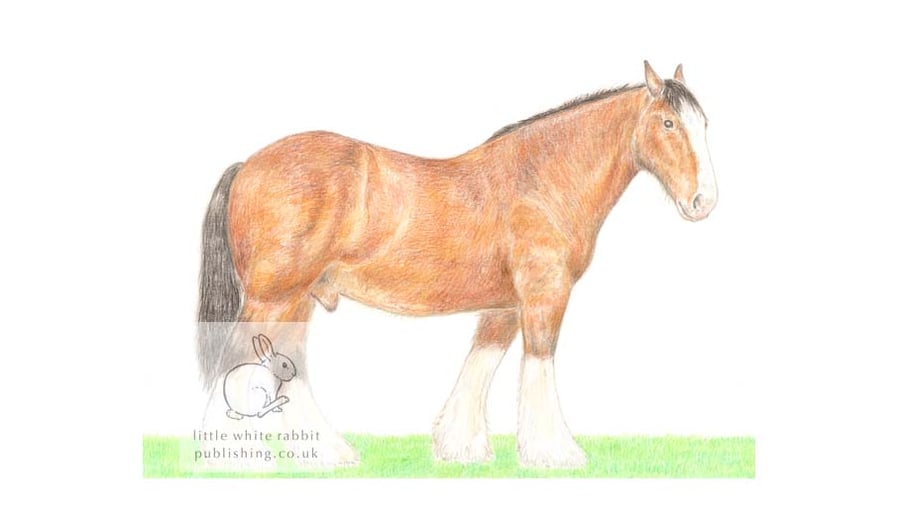 Shire Horse - Blank Card