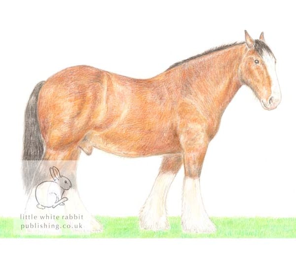 Shire Horse - Blank Card