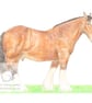Shire Horse - Blank Card - Image 1