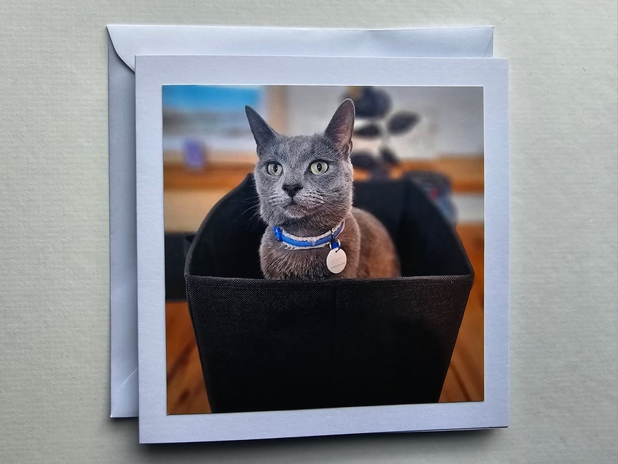 Cat in a Box Square Photographic Card Size 6" x 6" (15cm x 15cm)