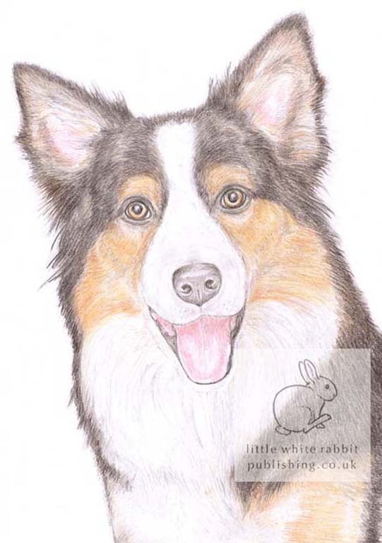 Hollie the Border Collie - Blank Card