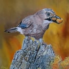 Bird on a Perch: Eurasian Jay