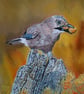 Bird on a Perch: Eurasian Jay - Image 1
