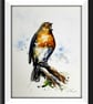 Robin, Original Watercolour Painting. - Image 2