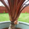 hedgehog lampwork glass plant pot stake