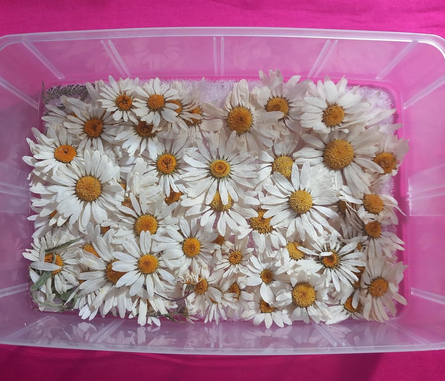 Dried Daisy Flowers large size,Dried natural wild Daisies, 4 large Flowers for c